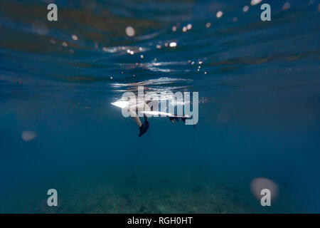 Maledives, sous l'eau voir de surfer assis sur une planche de surf, underwater Banque D'Images