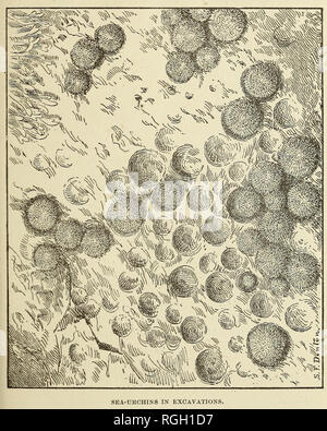 . Bulletin de l'Institut d'Essex. L'Essex Institute ; histoire naturelle ; la généalogie. Les échinodermes de la Nouvelle Angleterre. 59 de l'organisme. Notre commune oursin parfois exca- vates cavités dans la roche solide. Dans le "sea-concombres" la structure de l'ambula-. Les OURSINS DE MER DANS LES EXCAVATIONS. cral plaques est obscure. Dans certains genres d'un pied est formé par la modification de trois de ces séries ; dans Cucumaria nous trouvons cinq doubles rangées, et en ta l'un les ventouses sont re-. Veuillez noter que ces images sont extraites de la page numérisée des images qui peuvent avoir été retouchées numériquement pour plus de lisibilité - colorati Banque D'Images