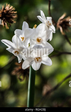 Les fleurs d'un papier blanc (la JONQUILLE Narcissus papyraceus) Banque D'Images