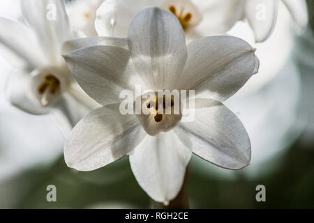 Une fleur d'un blanc papier jonquille (Narcissus papyraceus) Banque D'Images