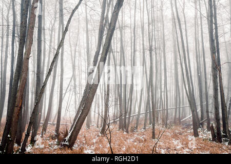 Forêt brumeuse en hiver avec des arbres couverts de barenaked dans le brouillard un jour froid de janvier Banque D'Images
