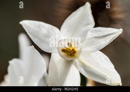 Une fleur d'un blanc papier jonquille (Narcissus papyraceus) Banque D'Images