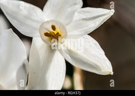 Une fleur d'un blanc papier jonquille (Narcissus papyraceus) Banque D'Images