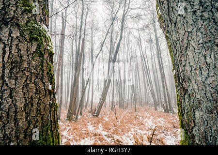 Forêt brumeuse derrière deux gros arbres moussus avec zeste dans l'hiver Banque D'Images