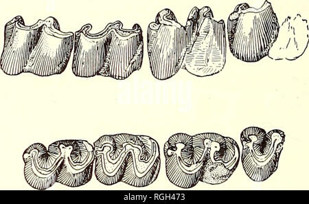 . Bulletin du Département de géologie. La géologie. 476 Publications de l'Université de Californie en géologie [Vol. ll le ectoloph. Le protoconule est nettement distincte de la proto- cone ; il est considérablement allongée et aplatie et son extrémité intérieure chevauche le protocone. La salle hypostyle est plus grande que dans Hypohippus et Archaeohippus, et il y a une dépression plus cuplike distinctes derrière elle. Il n'y a pas de suggestion d'un crochet, même si plusieurs plaque-. Fig. 33. Parahippus ? Mourningi Merriam. P3 à M", no. 19764, grandeur nature. Barstow miocène, Mohave Desert, Californie découlent de projections. Banque D'Images