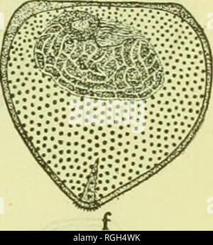 . Bulletin du Bureau des pêches. La pêche, la pisciculture. . Veuillez noter que ces images sont extraites de la page numérisée des images qui peuvent avoir été retouchées numériquement pour plus de lisibilité - coloration et l'aspect de ces illustrations ne peut pas parfaitement ressembler à l'œuvre originale.. United States. Bureau des pêches. Washington, D. C. : Govt. L'impression. L'arrêt. Banque D'Images