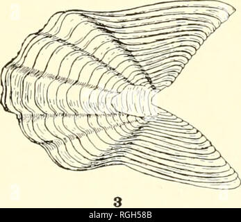 . Bulletin du Bureau des pêches. La pêche, la pisciculture. . Veuillez noter que ces images sont extraites de la page numérisée des images qui peuvent avoir été retouchées numériquement pour plus de lisibilité - coloration et l'aspect de ces illustrations ne peut pas parfaitement ressembler à l'œuvre originale.. United States. Bureau des pêches. Washington, D. C. : Govt. L'impression. L'arrêt. Banque D'Images