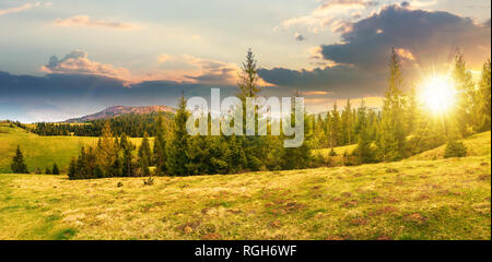 Panorama de la belle campagne dans la montagne au coucher du soleil dans la lumière du soir. sapins sur le pré. haut de la crête enneigée au loin. Banque D'Images