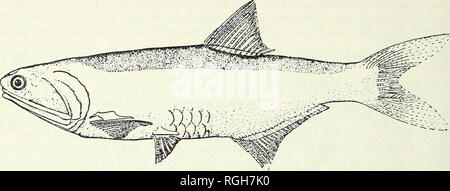 . Bulletin of the British Museum (Natural History). Zoologie . Supplément.. i68 P. J. P. WHITEHEAD. Fig. 63. Lycengraulis batesii (Giinther). À partir de 1964 (Hildebrand, L. barbouri). Description. Basé sur 13 le Guyana et le Surinam spécimens, 122-8-257-0 mm S.L., à partir de lots a à e et g ci-dessus. Br.St. 14-15, D iii (n) 12-13, 14-15, P i v i 6, un iii 24 (f.3), 25 (5), 26 (4), 27 (1), G.R. 2-4 et 5-8 rudimentaire  + 10-12 et 1-3 rudimentaire (ou combinés, 9-10  + 12-13). En pourcentage de la longueur standard : la hauteur du corps 20-7-24-7 de gros poissons (plus profond), la longueur de la tête 21-6-23-6 ; la longueur du museau 2-6-3-4, d'oeil Banque D'Images