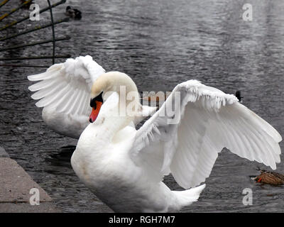 En colère - Cygne tuberculé Cygnus olor battre des ailes Banque D'Images