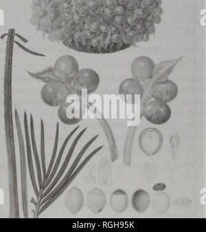 . Bulletin of the British Museum (Natural History), la botanique. L'annotation sur le dessin. 'Ferd. Bauer, del." [48] 'crayon' [et] '159' [aussi] '160' [AR] «166 Cycas angulata'. Dessin. 523 x 354 mm. Apex de strobile femelle (en haut) et des agrandissements d'megasporophylls et ovules de ci-dessus et ci-dessous, l'extrémité de la sporophylle d'être vert. Ci-dessous (à gauche), les détails de base de la feuille, de la fiche (à gauche) et sommet de la feuille et (à droite) des semences et des ovules y compris les sections montrant archégones. La provenance et l'échantillon. Queensland tropical (golfe de Carpentarie), voir 159. La publication. Bauer (1976 : t. 1) en tant que média, et Ric Cycas Banque D'Images