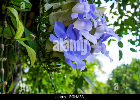 Duranta Repens beaucoup de belles fleurs violettes dans le jardin de la flore cubaine - Caraïbes Banque D'Images