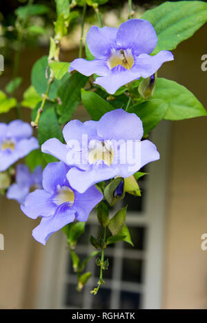 Duranta Repens beaucoup de belles fleurs violettes dans le jardin de la flore cubaine - Caraïbes Banque D'Images