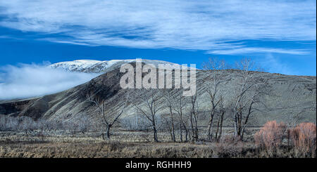 Les arbres dénudés en hiver sont au premier plan de la montagne en arrière-plan au nord de Yakima, Washington. Banque D'Images