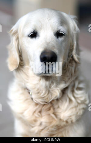 Gros plan Portrait d'une vieille race de chien golden retriever Banque D'Images