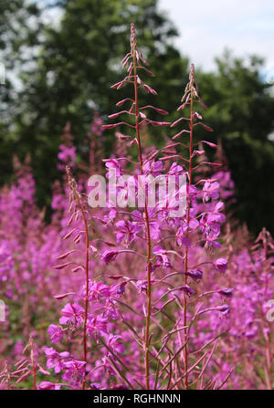 Chamaenerion angustifolium, connu en Amérique du Nord comme l'Épilobe ou Grand Willowherb, et en Grande-Bretagne comme Rosebay Willowherb, croissante à l'extérieur Banque D'Images