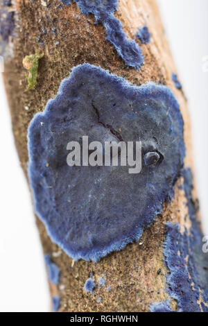 Champignon d'encroûtements, Terana caerulea/Pulcherricium caeruleum, croissant sur la surface d'une branche morte. C'est une croûte de champignons et saprophytes est parfois Banque D'Images