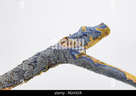 Champignon d'encroûtements, Terana caerulea/Pulcherricium caeruleum, croissant sur la surface d'une branche morte. C'est une croûte de champignons et saprophytes est parfois Banque D'Images