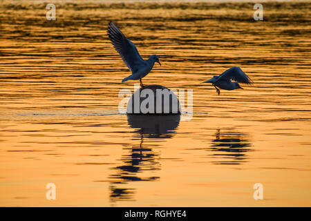 Mouettes noir se battre pour une place sur une bouée Banque D'Images
