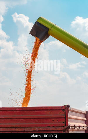 Déchargeur de moissonneuse-batteuse en grains de maïs versant fret tracteur panier après la moisson abondante et fructueuse Banque D'Images