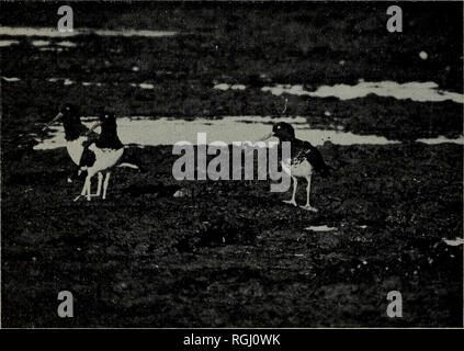 . Bulletin of the British Ornithologists' Club. passer à un petit groupe de hérons de nuit. En 1972, nous avons trouvé une Sterne pierregarin Sterna hirundinacea d'Amérique du Sud qui avait été mangé par un faucon. Plusieurs gros nids sur des falaises le long de la rive sud ont vraisemblablement fait par Black-chested Buzzard-Eagles Geranoaetus melanoleucus, mais nous n'avons pas observé cette espèce dans la région immédiate. Rivage : Huîtrier américain Haematopm palliatus sont nombreux résidents de Golfo San Jose. Le long des plages de sable de la côtes sud et est la population est en moyenne huit à dix couples par kilomètre. Le long des falaises nort Banque D'Images