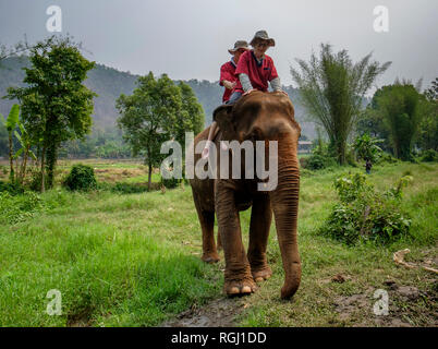 La Thaïlande, la province de Chiang Mai, Ran Tong Elephant Sanctuary, Elephant trekking Banque D'Images