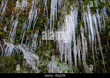 Les glaçons accrochés à un couvert de mousse et de lierre mur de pierre en gelant l'hiver dans un petit jardin à l'ouest du pays de Galles UK KATHY DEWITT Banque D'Images