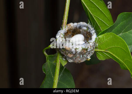 Hummingbird nid avec deux oeufs, en trompette vigne. Nid est d'environ 1 pouces et demi de diamètre. Banque D'Images