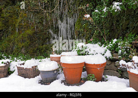 Un groupe de pots de terre cuite et de glaçons sur ivy et moss en janvier en hiver la neige dans un petit jardin dans Carmarthenshire West Wales UK KATHY DEWITT Banque D'Images