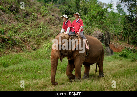 La Thaïlande, la province de Chiang Mai, Ran Tong Elephant Sanctuary, Elephant trekking Banque D'Images