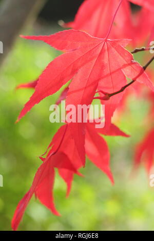 Acer palmatum 'Osakazuki'. Couleurs d'automne dynamique de 'Osakazuki' iJapanese maple, novembre, UK Banque D'Images