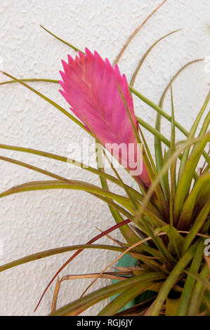Bromelia Banque D'Images