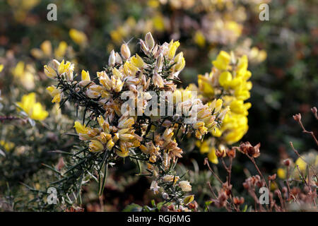 Jaune sauvage fleurs épineuses à différents stades de maturation avec belle lumière. Au cours de l'automne du nord prés portugais. Banque D'Images