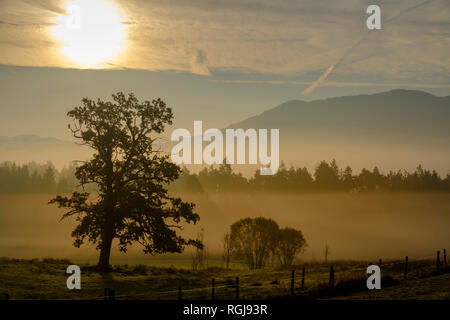 L'Allemagne, de Nantesbuch, Oak Tree à la lumière du matin Banque D'Images