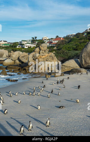 L'Afrique du Sud, le Cap de Bonne Espérance, la plage de Boulders, colonie de pingouins Jackass, Spheniscus demersus Banque D'Images