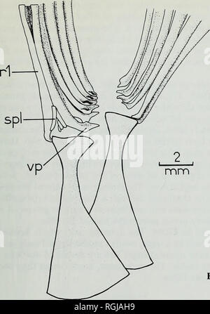 . Bulletin of the British Museum (Natural History), la géologie. . Fig. 16 Macrosemius rostratus Agassiz. Nageoires pelviennes et de gaines en vue ventrale, comme conservé dans 37094. épaissir en profil latéral dans la région caudale, où les rayons sont de plus en plus. Les nageoires dorsale et caudale de rayons x affiche une particularité : les segments de chaque rayon supportera un court-circuit, dorsalement- ganoine incliné le long de la colonne vertébrale (surface postéro-Fig. 18) ; ces épines continuer sur la bases des rayons non segmenté. L'extrémité distale de l'ailette radials étaient sans doute du cartilage et ne sont pas conservées. Chaque segment radial moyen est en Banque D'Images