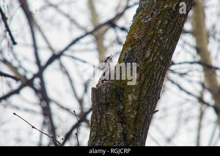 Sittelle à tête blanche (bois) est assis sur un tronc d'arbre et chante une chanson de printemps dans le parc forestier. Banque D'Images