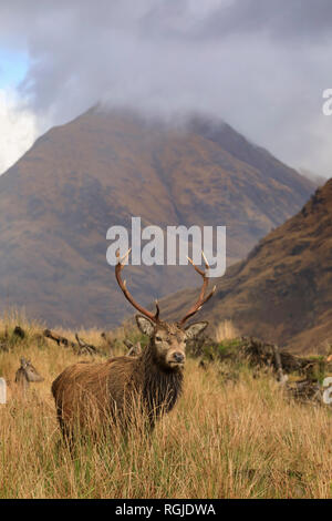 Red Deer Glen Etive, Ecosse Banque D'Images