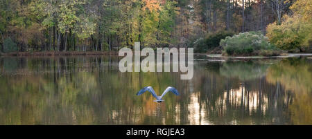 Une photo d'un héron par derrière pendant qu'il se déplace à un lac à l'automne. Banque D'Images