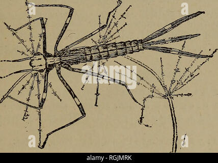 . Bulletin - New York State Museum. La science. Les insectes aquatiques dans l'ÉTAT DE NEW YORK 221 CaLOPTERYX fortement marqué ce genre est abondamment représentée sur les bords de ruisseaux et petites rivières tout au long de l'Etat, spécialement lorsque ces cours d'eau traverse les bois rocheux. Les imagos voyantes, avec leurs ailes, noir ou fumé et organes de vert métallique brillant, sont très visibles, et bien connu des insectes. Ils restent généralement à proximité de leur eau indigènes, mais parfois suivre chemins pour une distance considérable à travers forêt adjacente. Leur vol est pauvre et d'un battement, et par temps venteux ou trouble d Banque D'Images