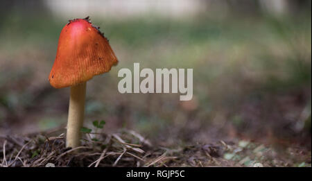 Au niveau du sol une photo d'un champignon Amanita orange avec une faible profondeur de champ. Banque D'Images