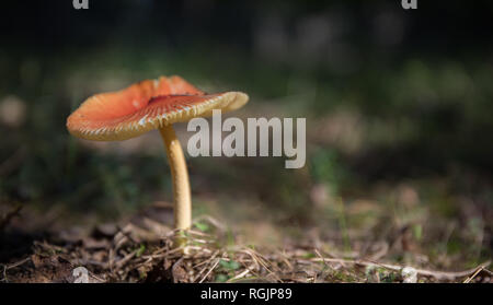 Au niveau du sol une photo d'un champignon Amanita orange avec une faible profondeur de champ. Banque D'Images