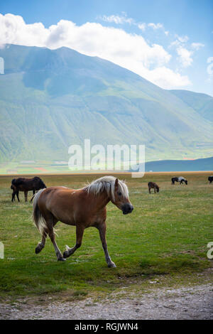 L'Italie, l'Ombrie, Parc National des Monts Sibyllins, chevaux sur Piano plateau Grande di Castelluccio di Norcia Banque D'Images