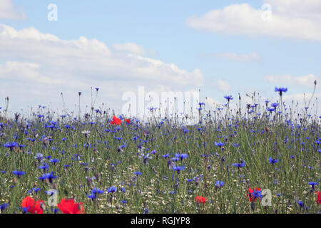 Pré de fleurs sauvages avec pavot rouge et bleu de barbeaux. Banque D'Images