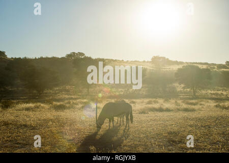 L'Afrique du Sud, Kalahari Transfrontier Park, oryx, Oryx gazella Banque D'Images