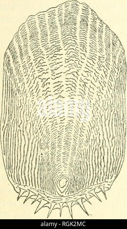 . Bulletin de la Commission biologique du Canada. La pêche. comme dans le cas bien connu d'un couper le tronc d'un arbre, dans lequel le dépouillement des anneaux donne à l'âge de l'arbre en années. Dans la balance de la figure 11 on constate que les grandes. Veuillez noter que ces images sont extraites de la page numérisée des images qui peuvent avoir été retouchées numériquement pour plus de lisibilité - coloration et l'aspect de ces illustrations ne peut pas parfaitement ressembler à l'œuvre originale.. Conseil biologique du Canada. [S. l.  : Conseil biologique du Canada] Banque D'Images