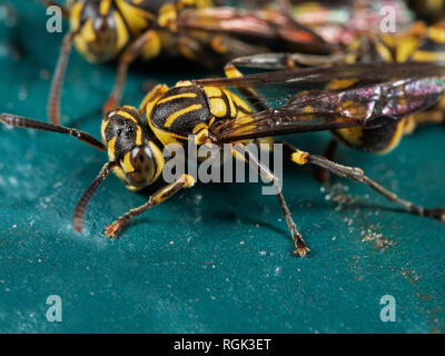 La macro photographie de guêpe sur marbre Turquoise Banque D'Images