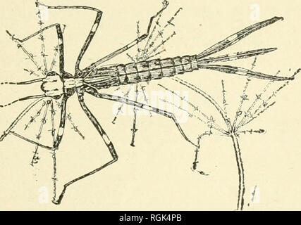 . Bulletin - New York State Museum. La science. Les insectes aquatiques dans l'ÉTAT DE NEW YORK 221 CaLOPTERYX fortement marqué ce genre est abondamment représentée sur les bords de ruisseaux et petites rivières tout au long de l'Etat, spécialement lorsque ces cours d'eau traverse les bois rocheux. Les images, avec leurs ailes, noir ou fumé et organes de vert métallique brillant, sont très visibles, et bien connu des insectes. Ils restent généralement à proximité de leur eau indigènes, mais parfois suivre chemins pour une distance considérable à travers forêt adjacente. Leur vol est pauvre et d'un battement, et par temps venteux ou trouble d Banque D'Images