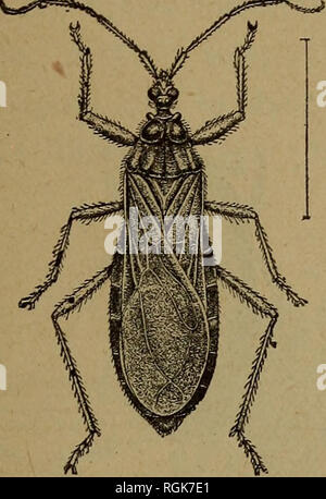 . Bulletin - New York State Museum. La science. Les insectes bénéfiques et préjudiciables 35 habituellement pas nocif, même s'il peut infliger une morsure grave ou " sting." c'est qu'on trouve fréquemment dans ou sur les maisons. , « , Traitement : les écrans doivent exclure plus efficacement. Buffalo 71 tapis (Anthrenus scrophulariae). Les larves sont facilement reconnus par leurs shaggy apparaissent- ance, fournie avec les bris- tles le long de l'^ides et à l'extrémité postérieure du corps. Les coléoptères sont sur le pouce de long, noire, marquée de blanc et au milieu du dos avec une ligne rouge qui w Banque D'Images