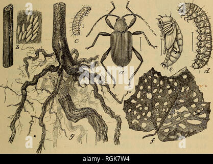 . Bulletin - New York State Museum. La science. Rapport de l'État ENTOMOLOGIST 1901733 • Grapevine fidia, f i d i a viticida Walsh. Ce ravageur est devenu complètement établie dans certains des vignobles sur Ripley N. Y., où elle a déjà détruit plusieurs et est blessé grièvement- d'autres. Un examen de la localité infestée au début du mois de septembre 1901 a montré que le mal zone infestée, était encore assez limité, bien que les scarabées étaient connus en petit nombre sur une très grande étendue. M. F. A. Morehouse a déclaré qu'il avait trouvé la plus préjudiciable à ces vignes à partir de laquelle l'ea Banque D'Images